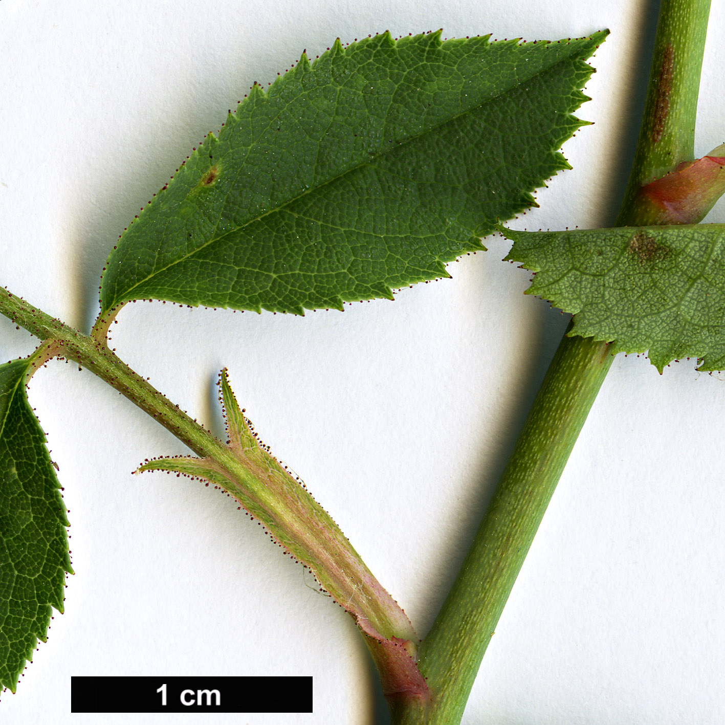 High resolution image: Family: Rosaceae - Genus: Rosa - Taxon: marginata